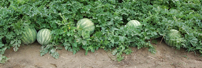 3.) Watermelons grow on ground-level vines.