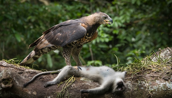 2.) African Crowned Eagle.