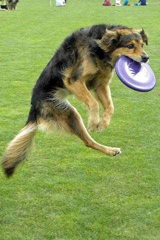 And here's one of Maty, playing frisbee better than any four-legged dog I know.