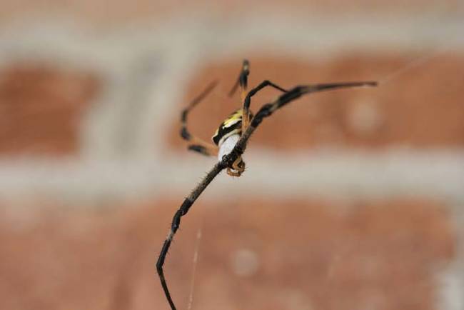 Golden silk orb-weaving spiders are pretty big members of the spider family. They can grow to be around 2 to 2.7 inches in body length, not counting their leg span.