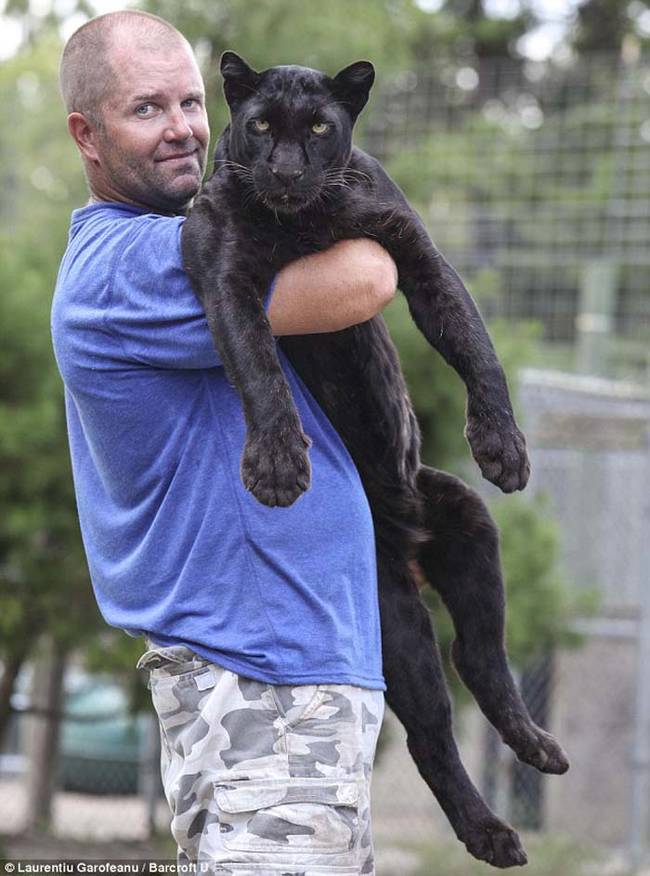 Bovard's mission with Single Vision is to raise awareness of the plight of these big cats in the wild. He often welcomes tours and visitors to the sanctuary.