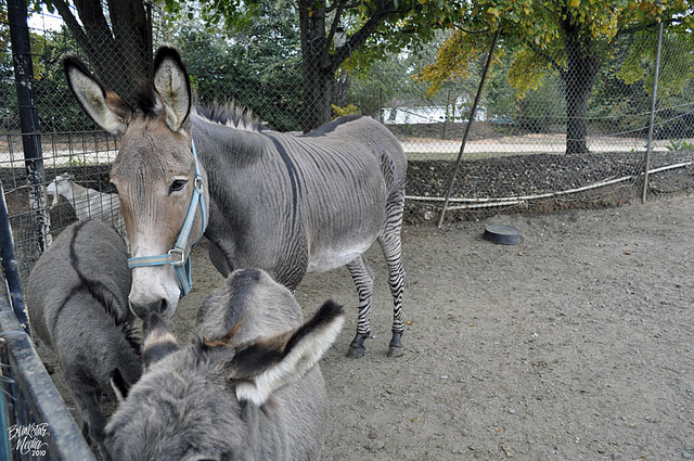 10.) A Zonkey is half zebra, half donkey. ... I want to ask him how his parents met.