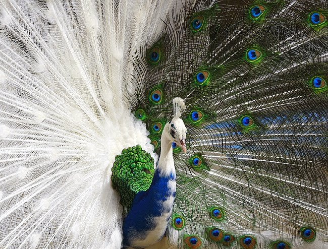 4.) Half albino peacock.