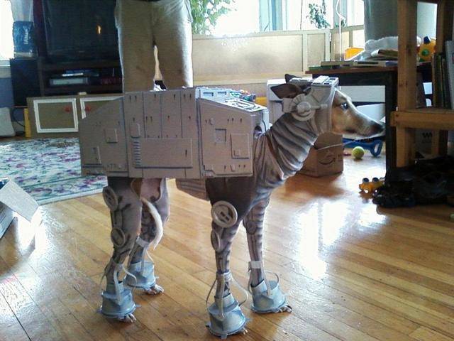 This dog would be really out of place storming the rebel base on Hoth. This was always his owners fantasy, not his. His is to just be a dog.