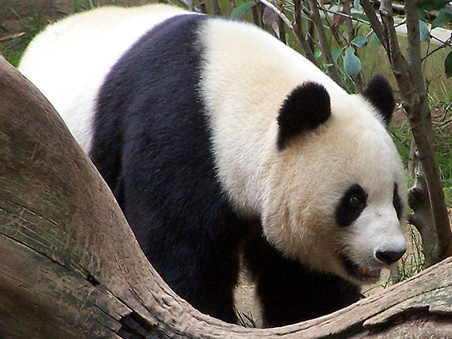 This is a real panda...