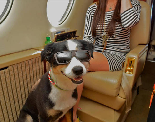 He must have been a very good boy to deserve this luxury flight.