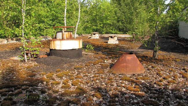 ...and on the rooftops. The moss, however, is known for absorbing high levels of radiation.