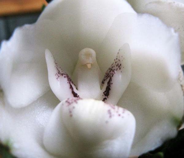 14.) Dove Orchid (Peristeria Elata)