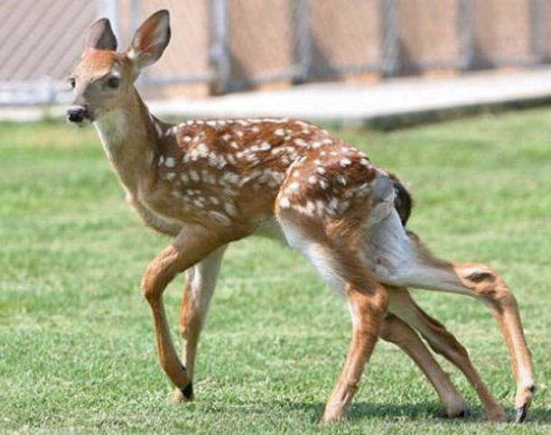 Twin-less Deer