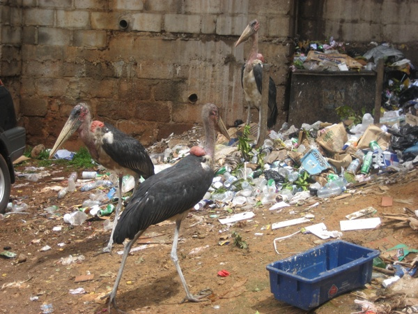 1.) Marabou Stork.