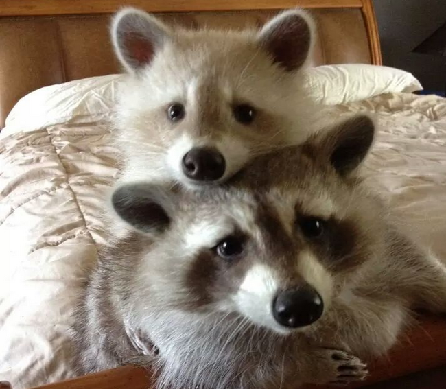 11.) These raccoons are saying their prayers before bed.