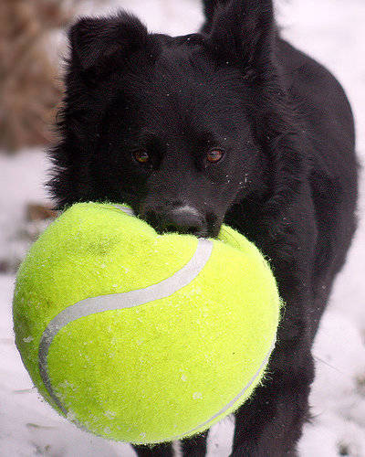 16.) Yet another case of small dog or big ball.