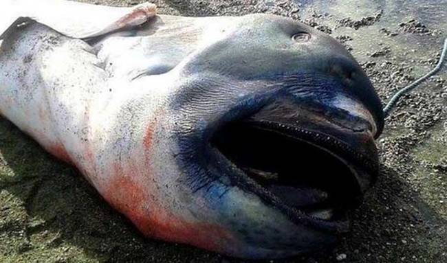 Scientists believe that megamouth sharks are mostly deep ocean dwellers. They have also been known to ascend to shallower depths during the night.