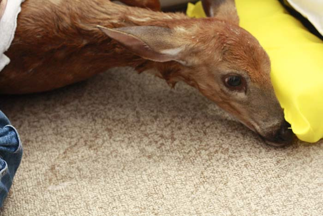 The Reddit user said that when they got out on the lake there were two baby deer in the lake.