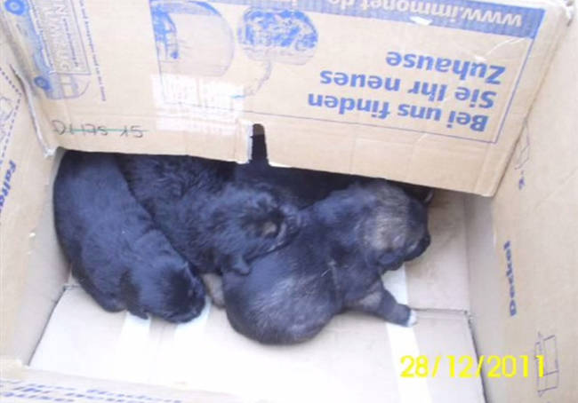 Inside the box were four adorable, tiny black puppies.