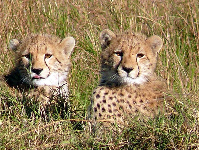 14.) Before going hunting, a mother cheetah will hide her cubs in the bush.