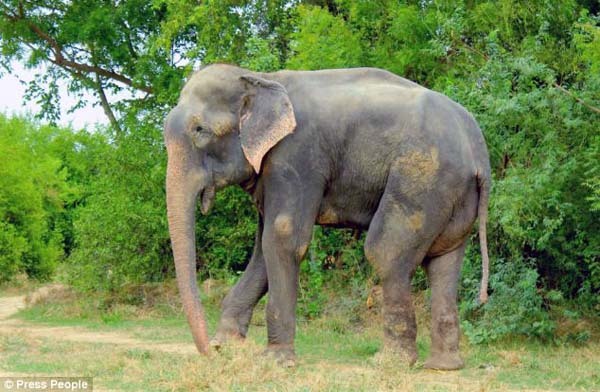 The elephant was emaciated and in terrible condition.