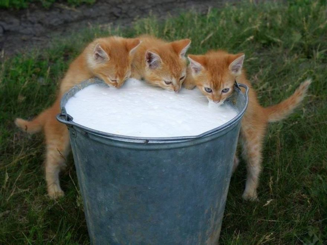 21.) These kitties caught you off guard when you set the pail down.