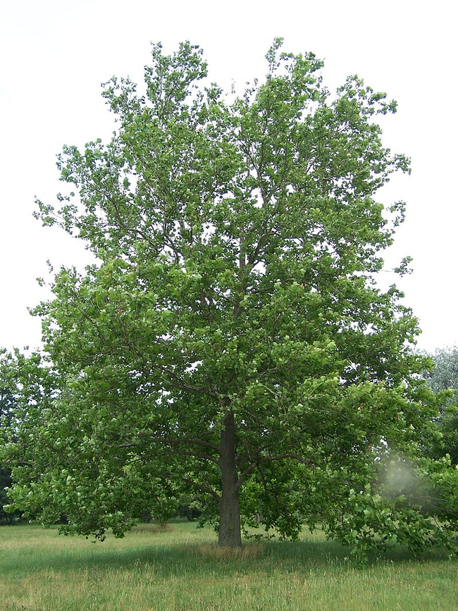 And finally, his favorite tree was the sycamore.