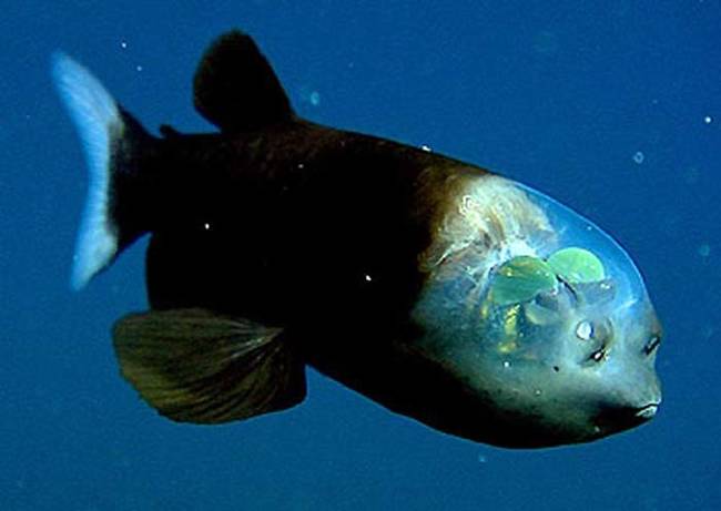 The Barreleye Fish.