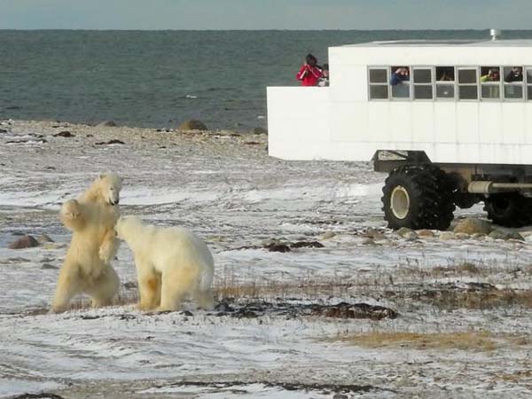 Encountering the bears in the wild is very easy.