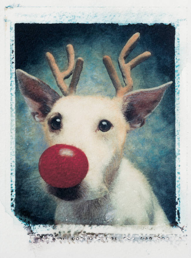 In 1990, she was an always-classic Rudolph the red-nosed reindog!