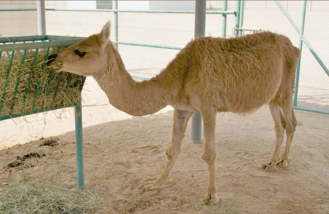 9.) This guy is a cama. He is a cross between a camel and a llama. (A perfect fusion of two animals that I want to pet, but always act like huge jerks.)