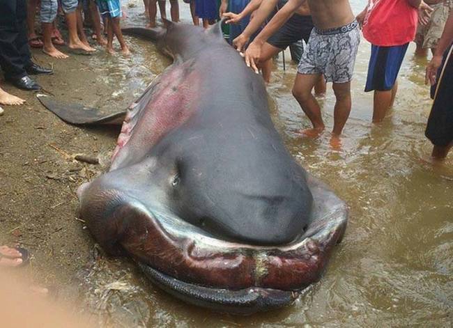 Fishermen spotted the shark, which was missing its tail. They suspect it may have died after being caught in a fishing net. Megamouth sharks are notoriously large; this particular specimen was 16 feet long.