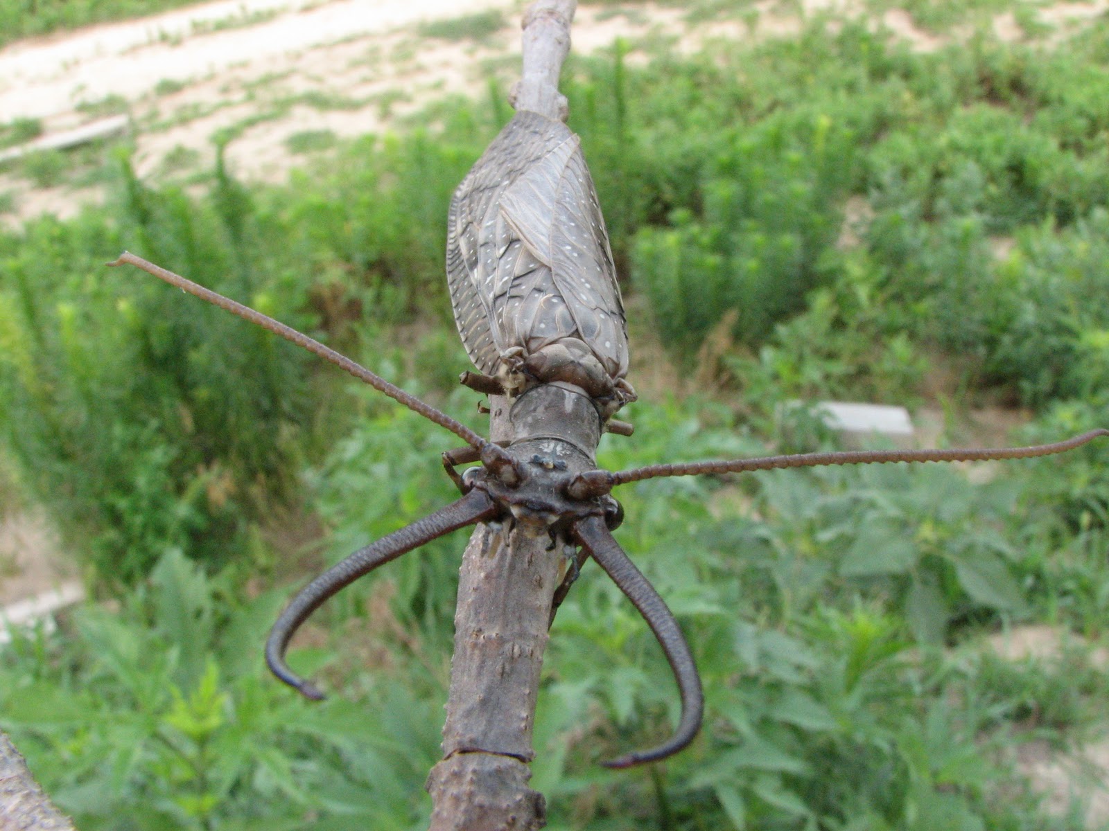 CNN describes the insect as "large enough to cover a human face." Oh, ha-ha, CNN! That's funny because I totally didn't want to sleep ever again.