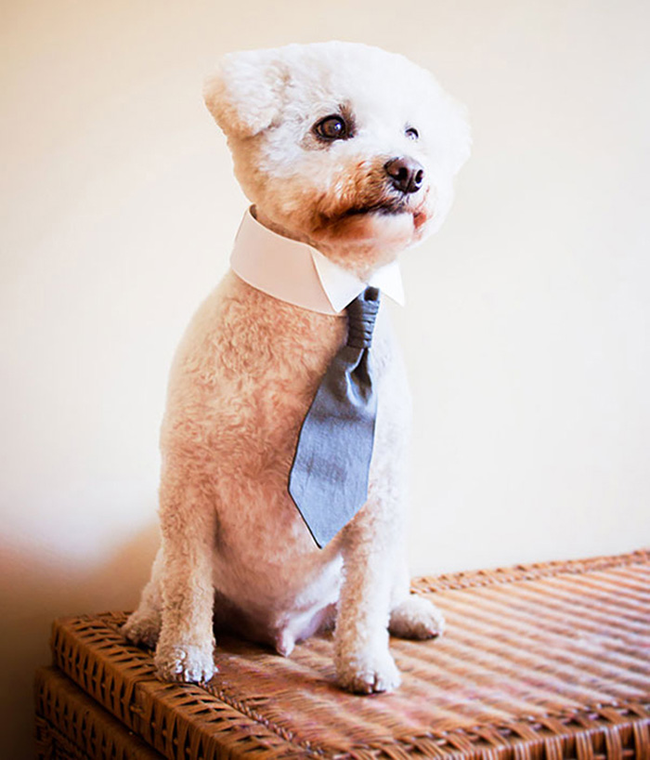 <a href="https://www.awesomeinventions.com/shop/pet-neck-tie/" target="_blank">Pet Necktie</a>