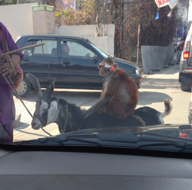 And here is a monkey wearing sunglasses riding a goat. That monkey knows what's up.