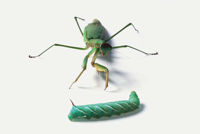 Praying mantis eating a caterpillar.