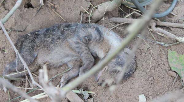 Sadly, one of the cubs died before the rescue party arrived.