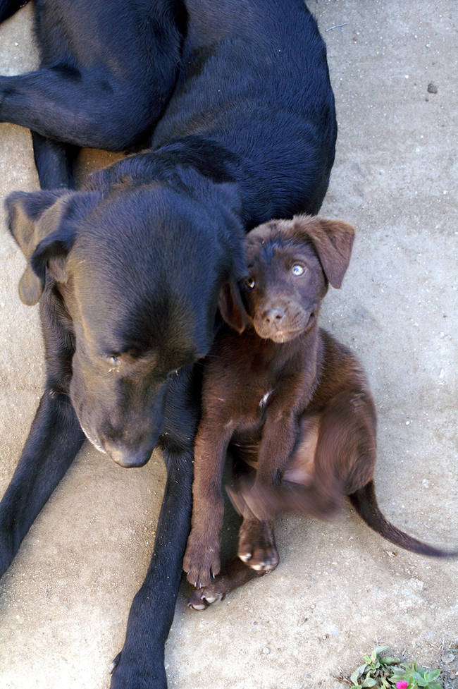 Their fur may be a slightly different color, but you can definitely see the resemblance in their sweet faces!