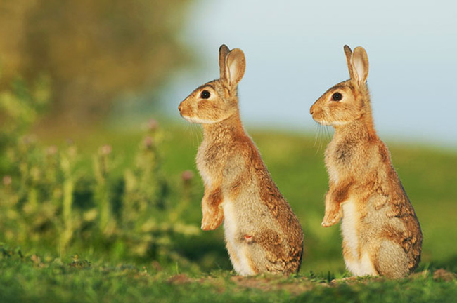 21.) This pair of hares is hearing something...