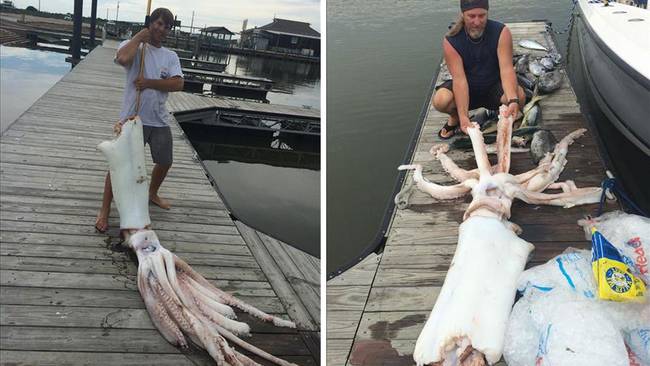 Proof of how little we know about the deep blue sea, a scarce 10 foot, 200 pound <a href="https://abc7news.com/news/fisherman-recovers-giant-squid-off-texas-coast/302543/" target="_blank">giant squid</a> was picked up by a fisherman off the coast of Texas in the Gulf of Mexico.