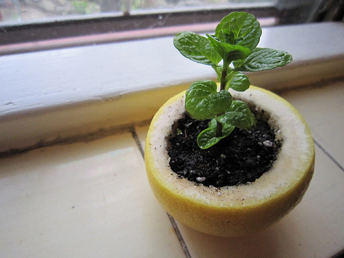 Use a lemon rind to start a seedling.