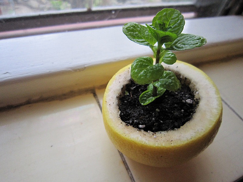 1.) Use a lemon rind to start a seedling.