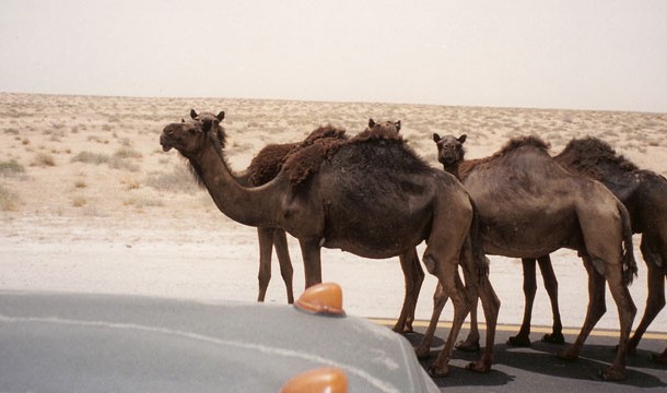 15. You can't ride a camel on the highway in Nevada.