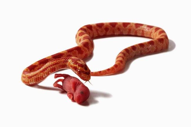 Snake eating a baby mouse.