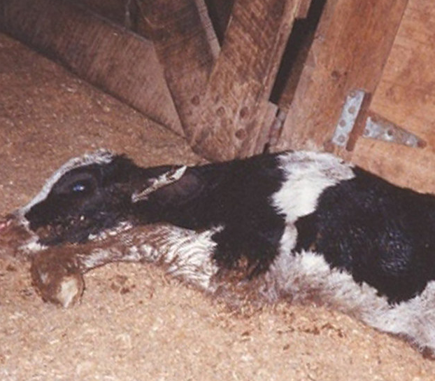 14. Opie: Neglected by his dairy producer owner, Opie was rescued by Farm Sanctuary’s president, Gene Baur.