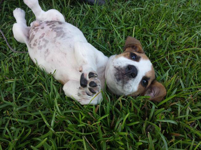 Tiny pups want belly rubs, too!