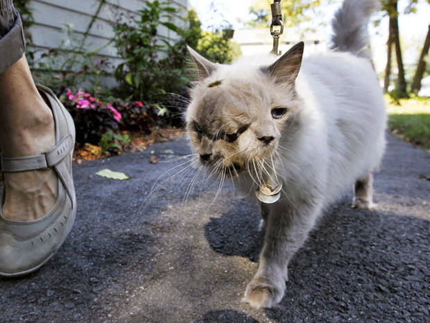 For the first two months of his life, his owner Martha had to feed him through a tube. Eventually the 'Frank' side of him learned to eat for himself and Frank and Louie ended up living a fairly normal life.