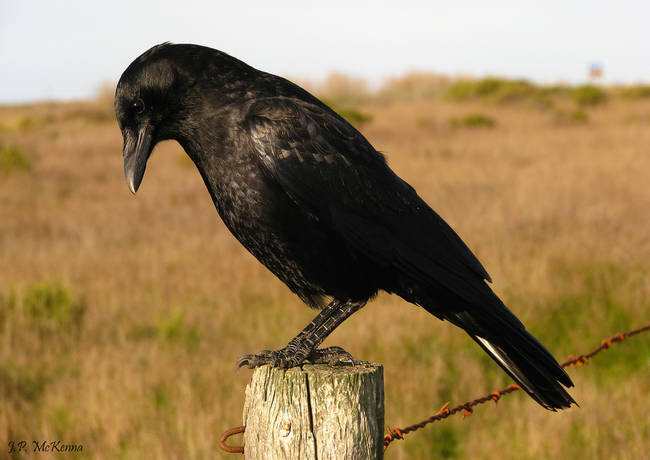 13.) Crows enjoy playing pranks and tricks on each other.