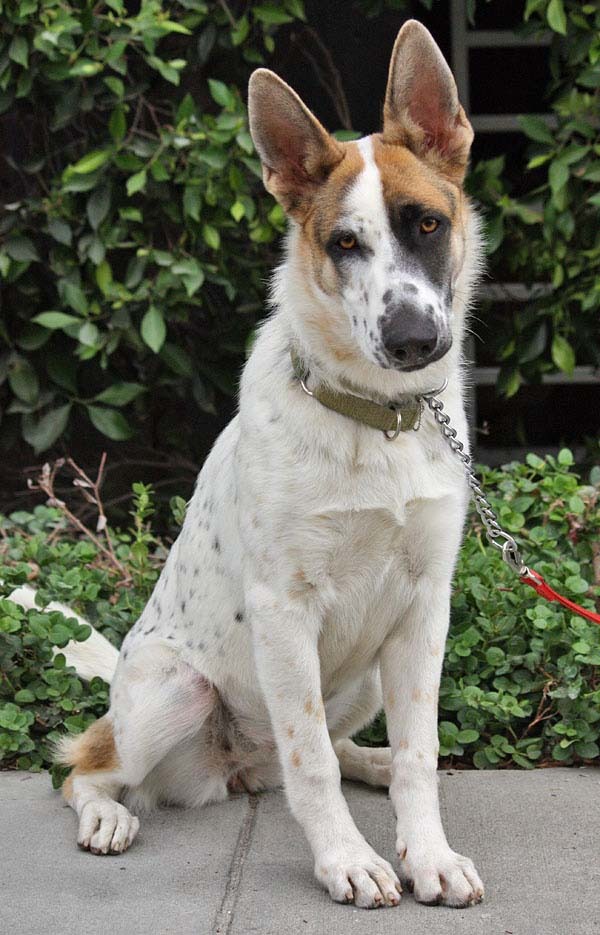 The panda German Shepherd is almost too beautiful.