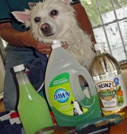 4. Make your own anti-flea shampoo. 1 cup Dawn, 1 cup vinegar, and 1 quart of warm water. Massage in and let it sit for five minutes.