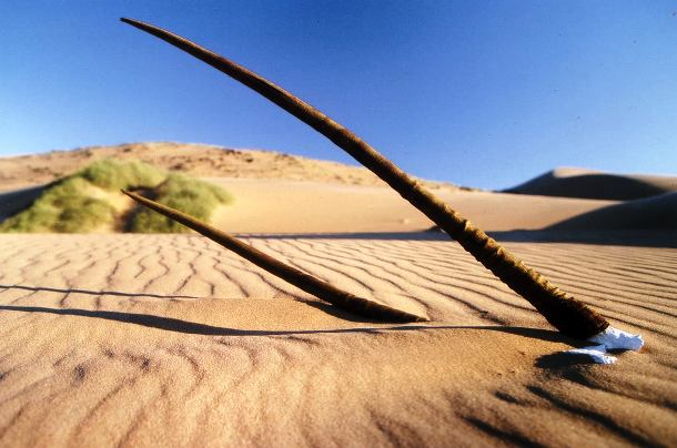 It's called the Skeleton Coast because of the whale and seal bones that once littered the shore from the whaling industry.