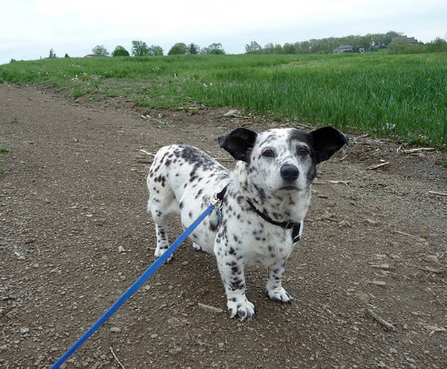 Dorgi: dalmatian and corgi