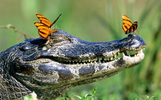 19.) Butterflies resting on a crocodile's head.