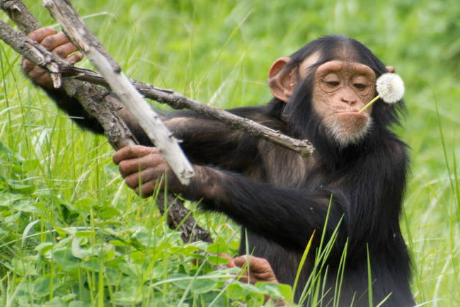 Baby chimpanzee girls will carry sticks around like a doll and care for it like their mother does for them.